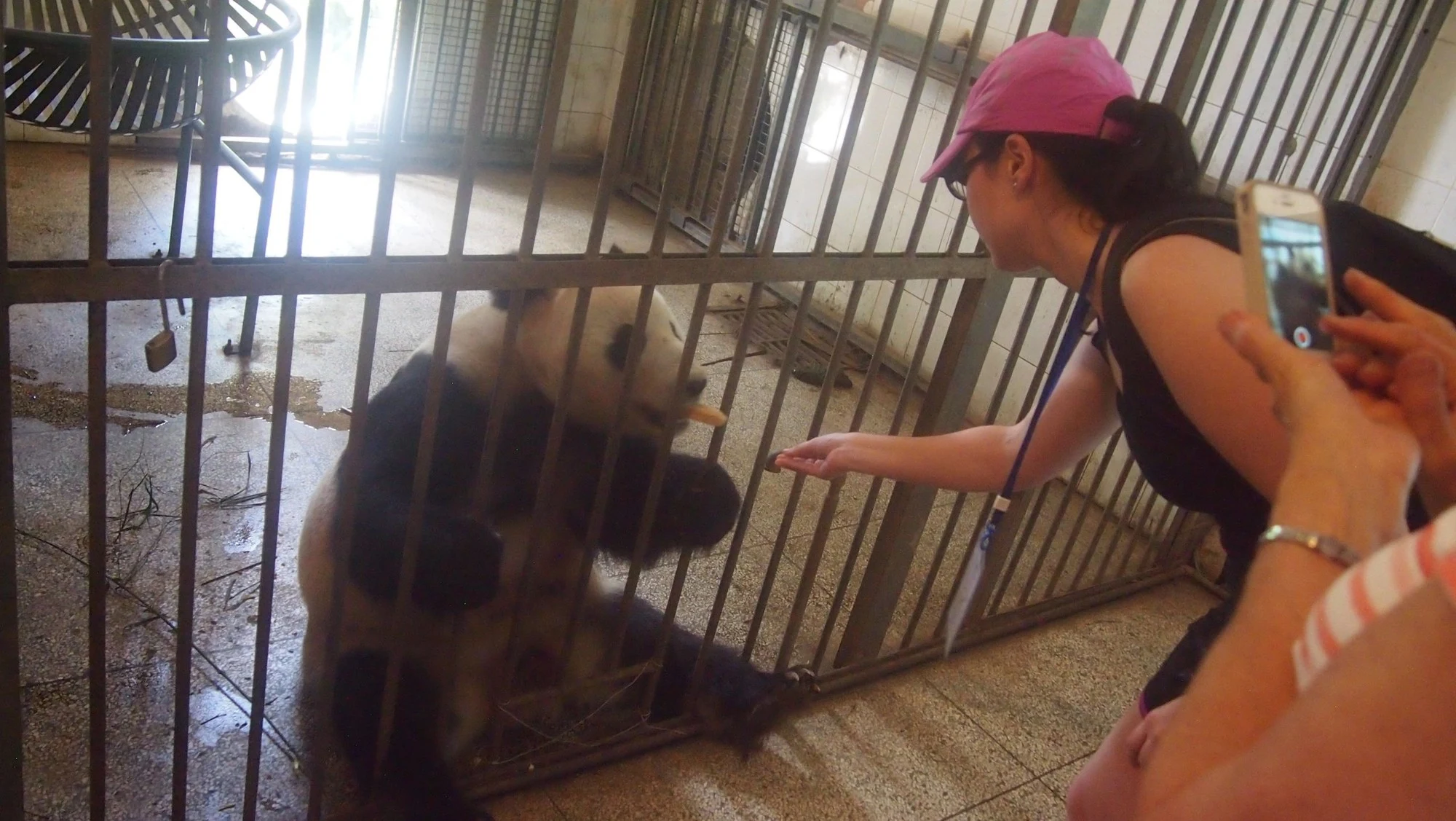 Meet the Giant Pandas near Chengdu — travel photographs