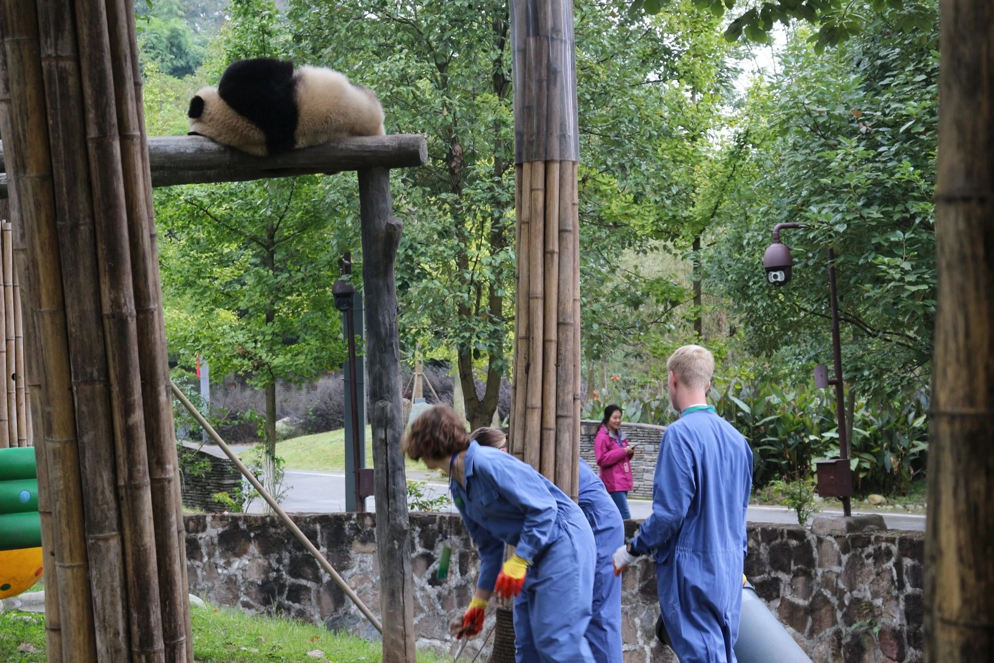 Meet the Giant Pandas near Chengdu — travel photographs