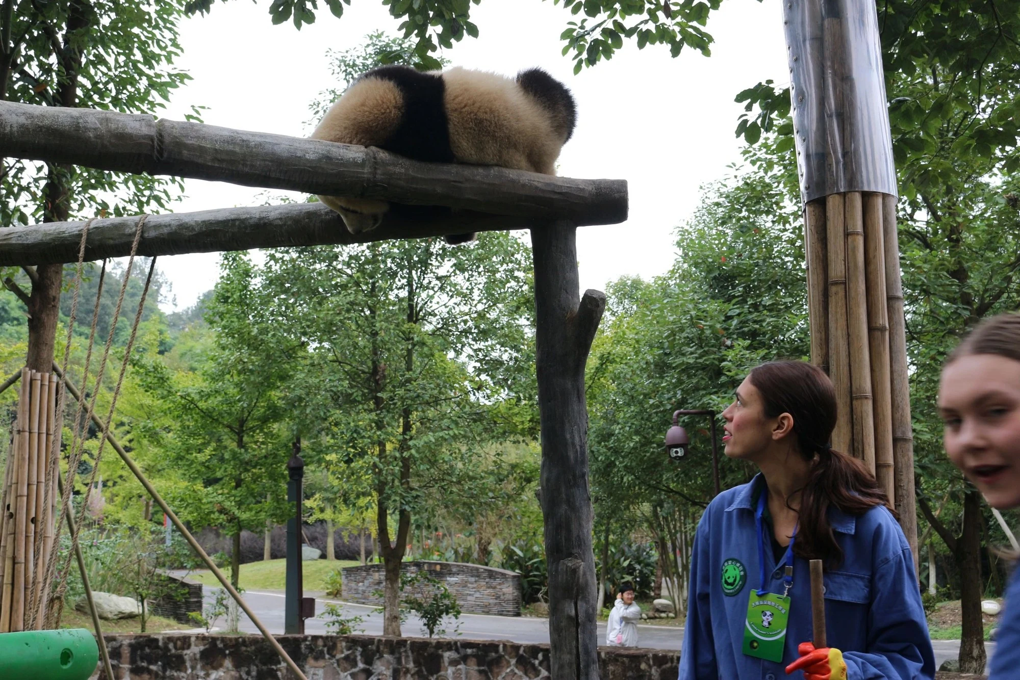 Meet the Giant Pandas near Chengdu — travel photographs