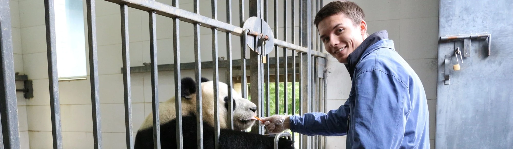 Be A Volunteer to Work for the Pandas at the Panda Conservation and Breeding Center